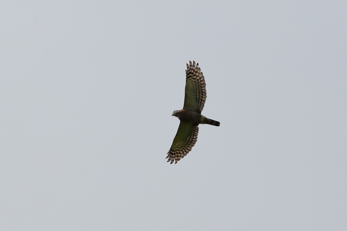 Double-toothed Kite - ML204174961