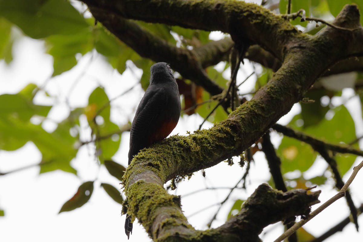 Baird's Trogon - ML204175001