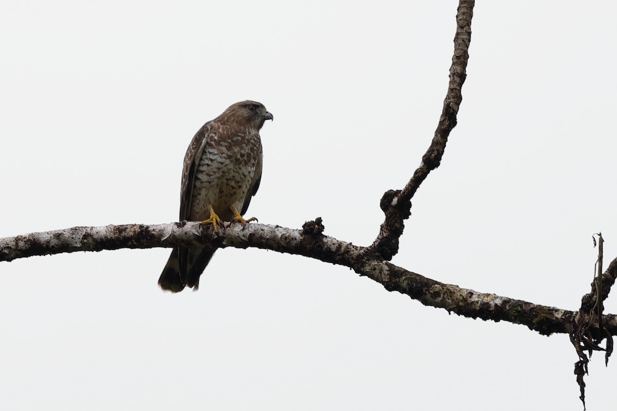 Broad-winged Hawk - ML204175011