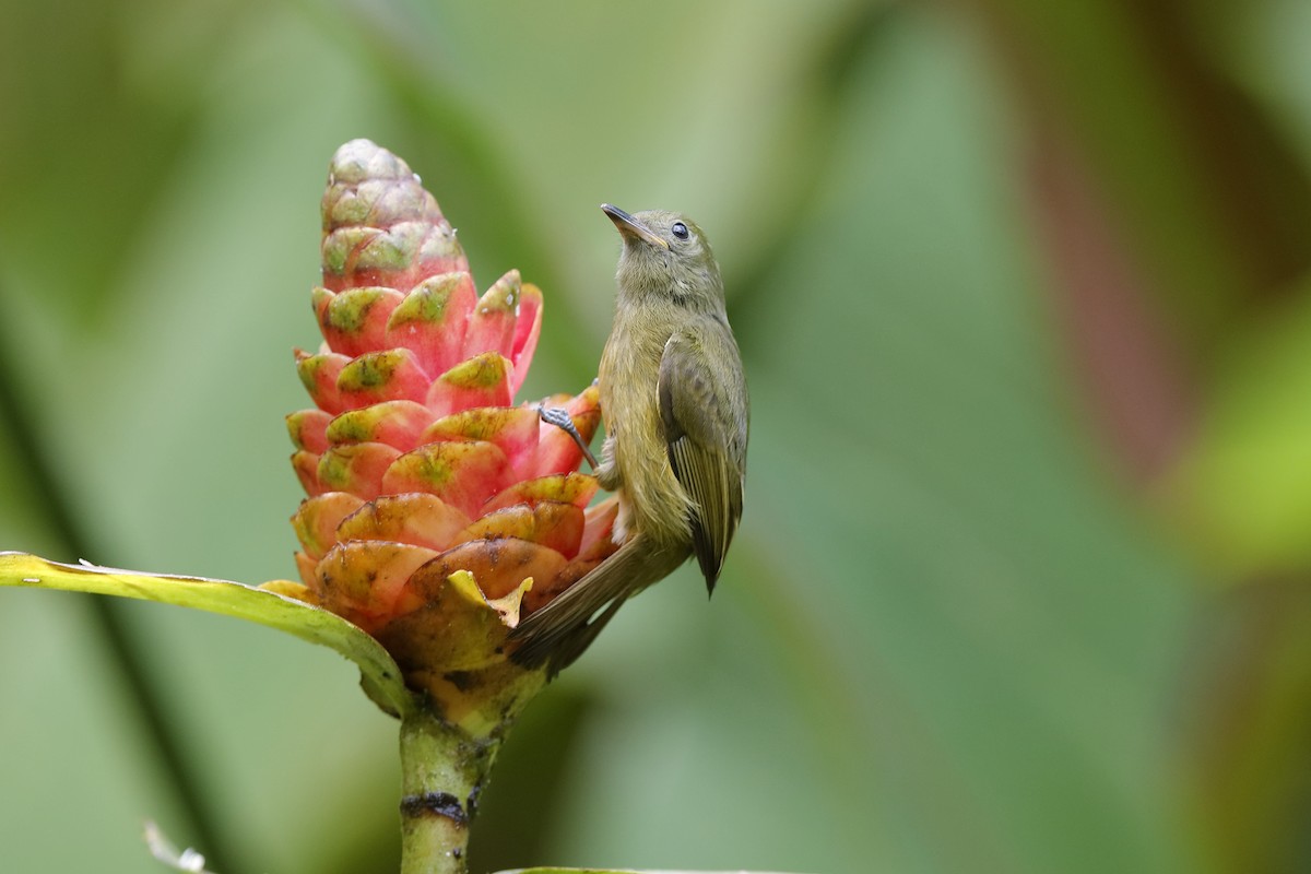 Ochre-bellied Flycatcher - Holger Teichmann