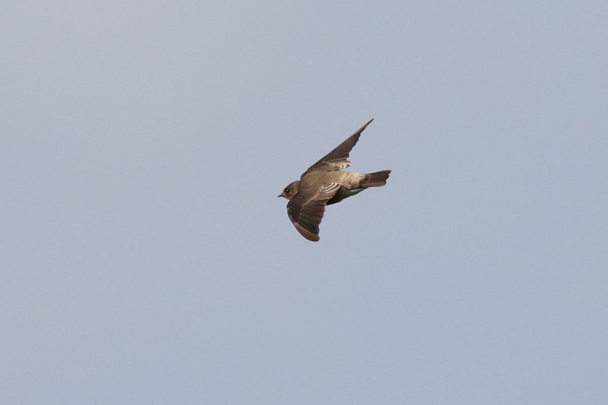 Southern Rough-winged Swallow - ML204175371