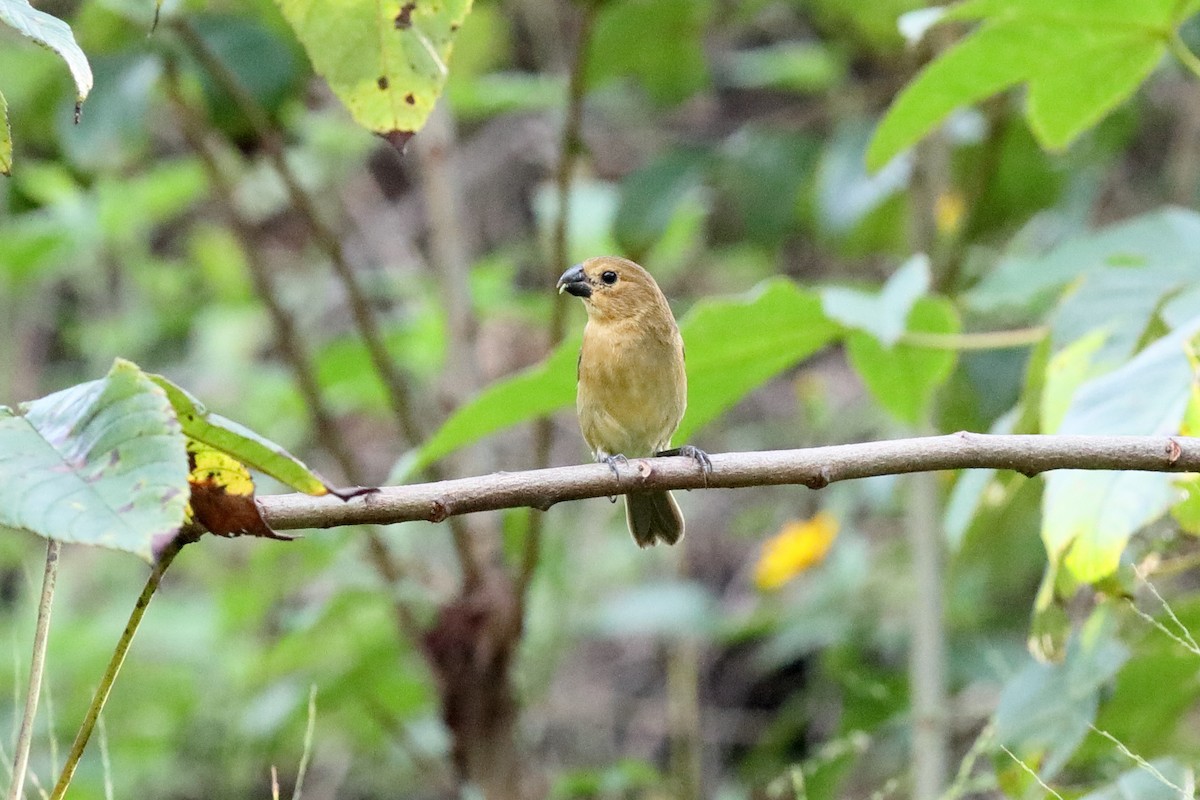 Yellow-bellied Seedeater - ML204175381