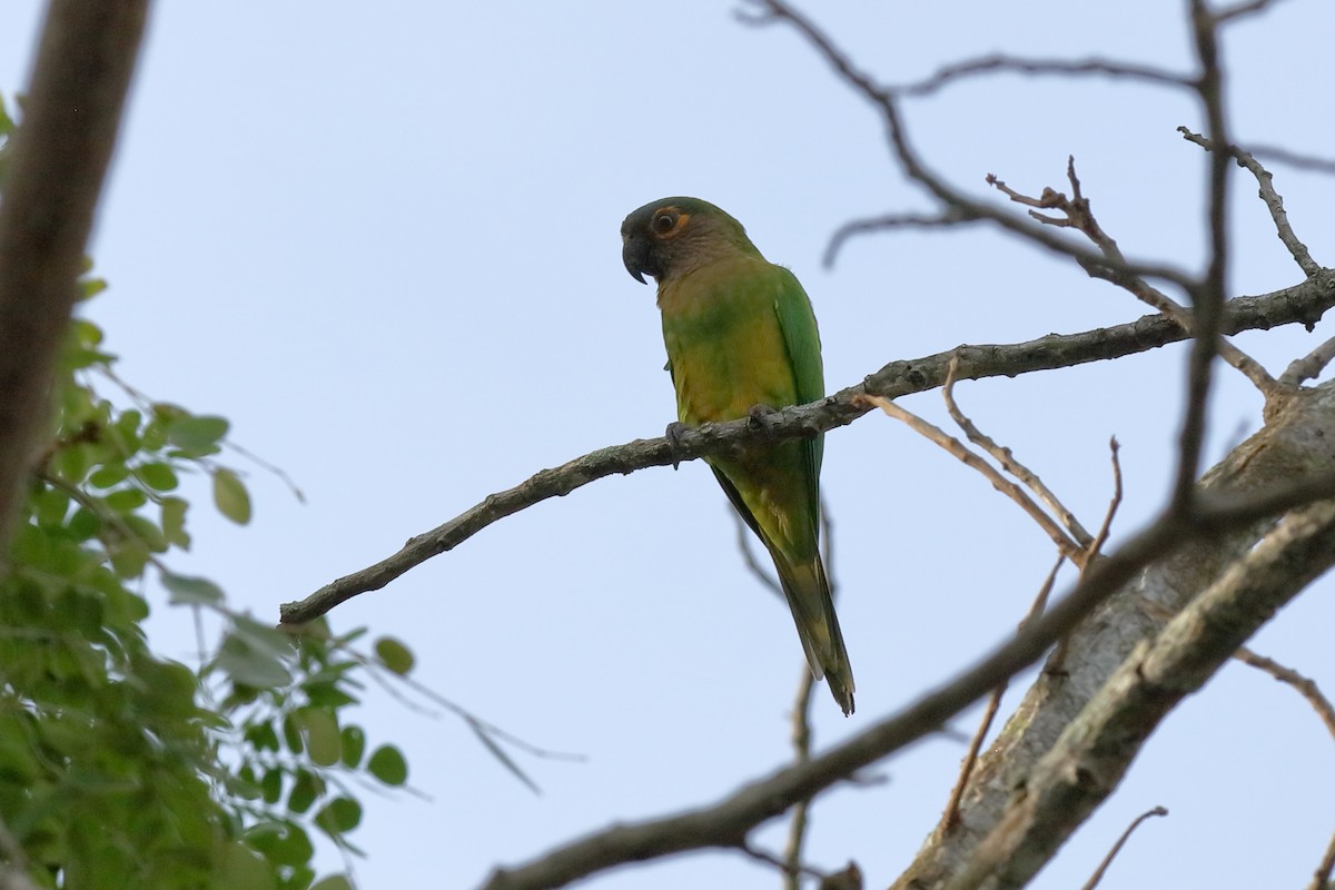 Brown-throated Parakeet - ML204175391