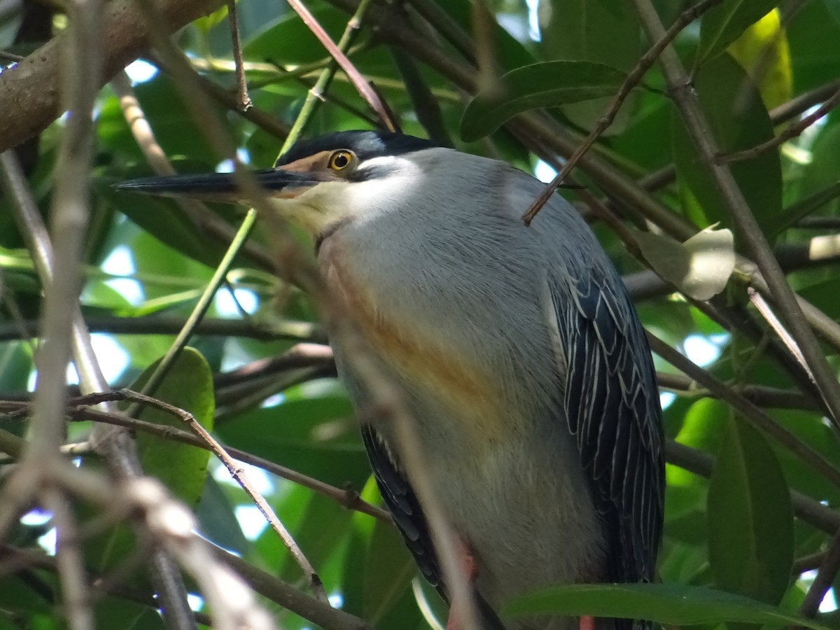 Little Heron - ML204175981