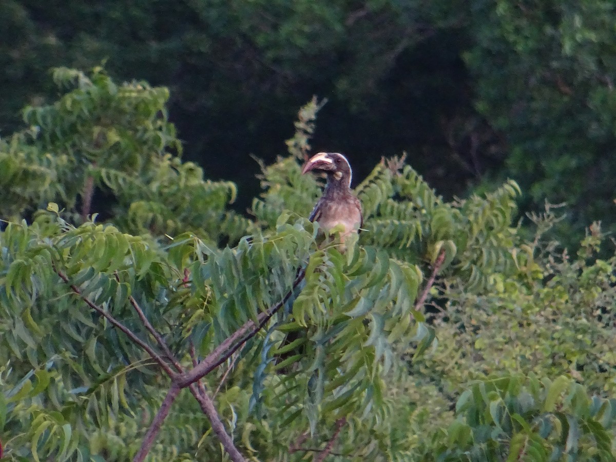 African Gray Hornbill - ML204175991