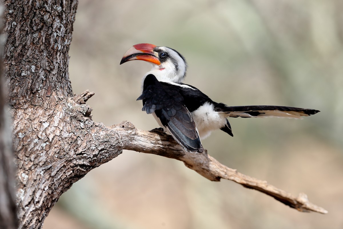 Von der Decken's Hornbill - Holger Teichmann