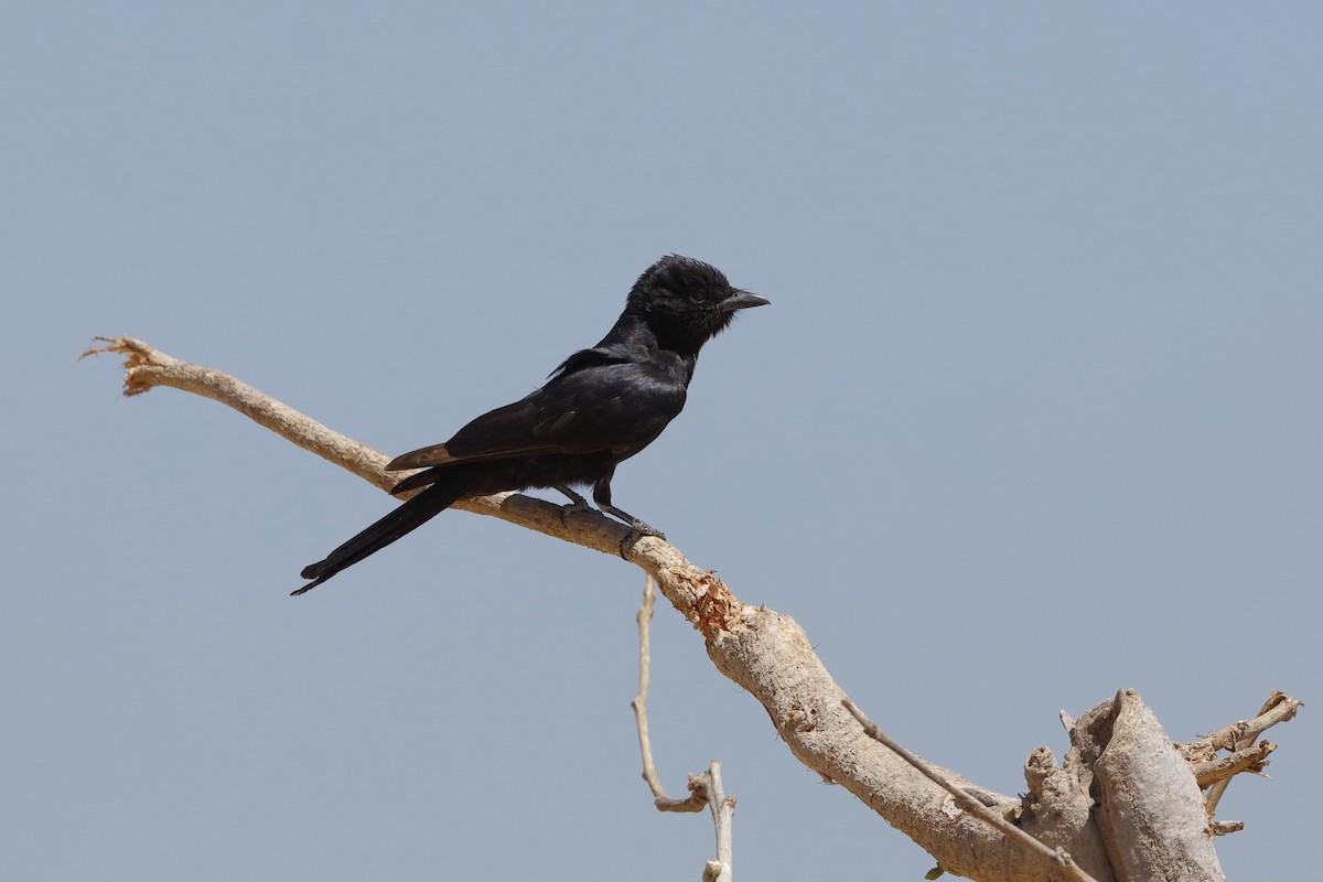 Fork-tailed Drongo - ML204176681