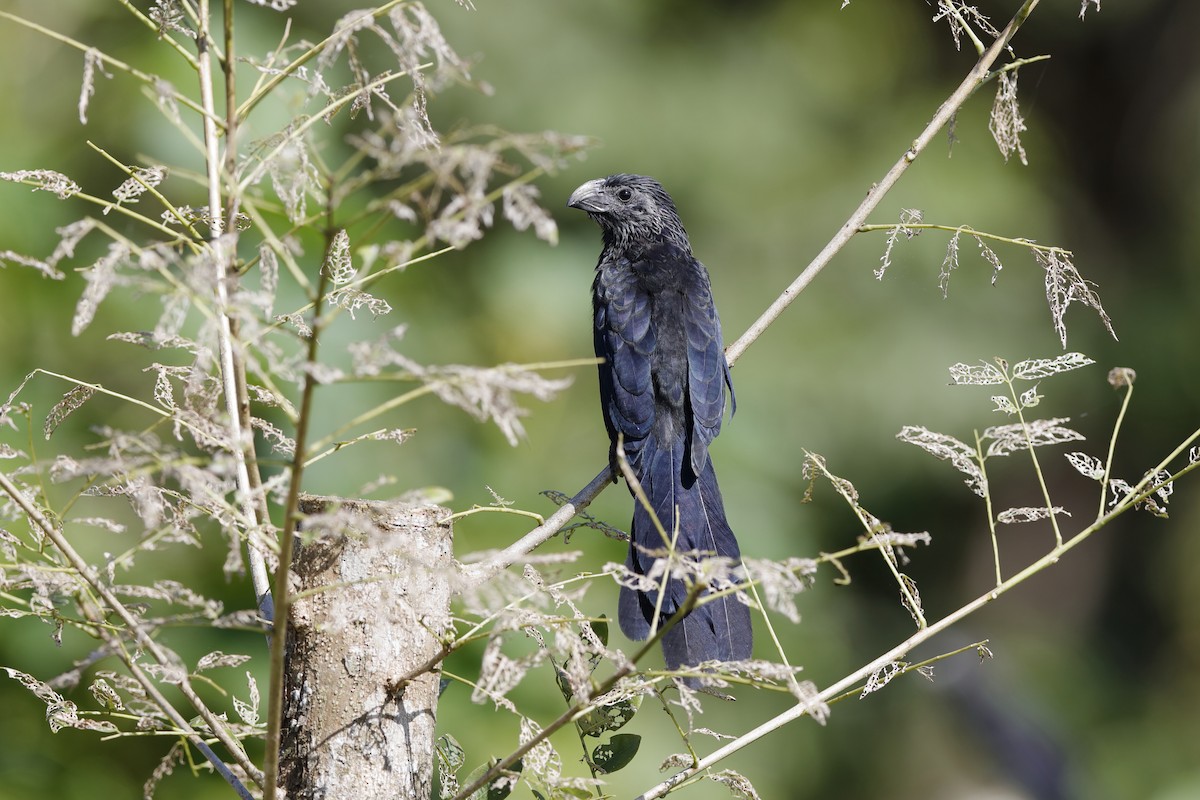 Groove-billed Ani - ML204177041