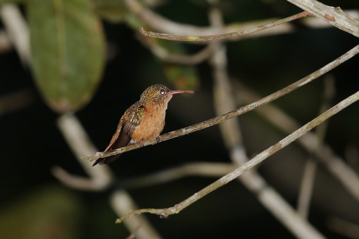 Cinnamon Hummingbird - ML204177181