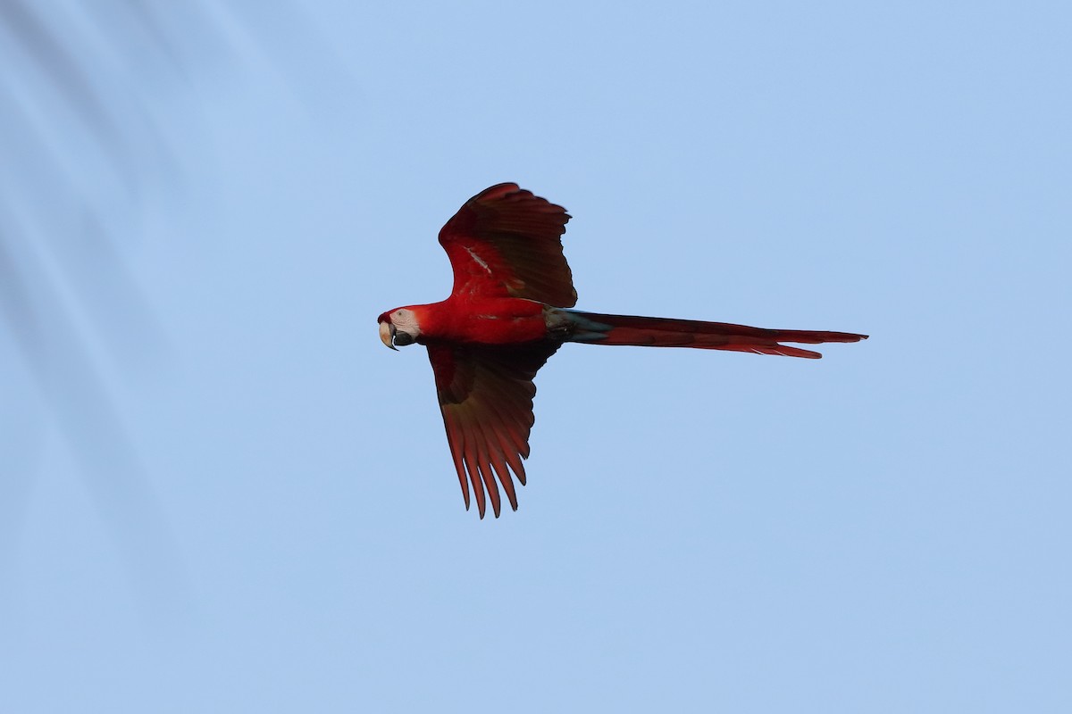 Scarlet Macaw - ML204177191