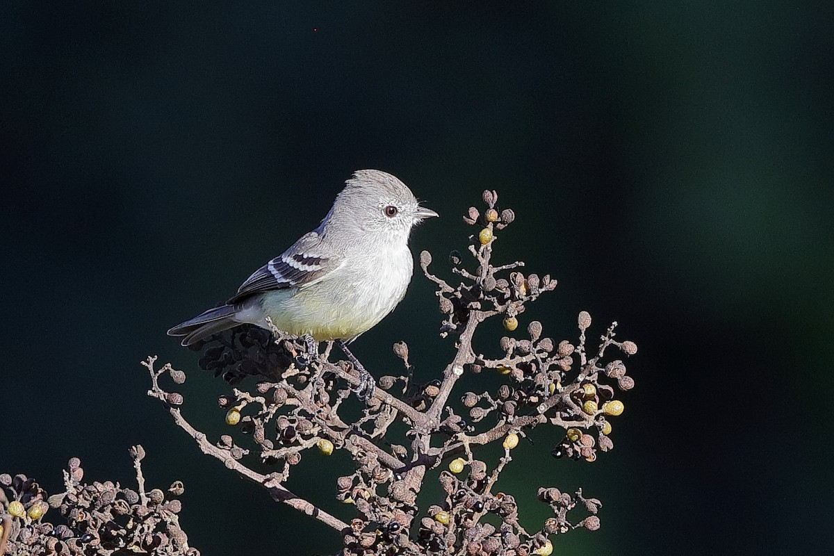 Southern Scrub-Flycatcher - ML204177641