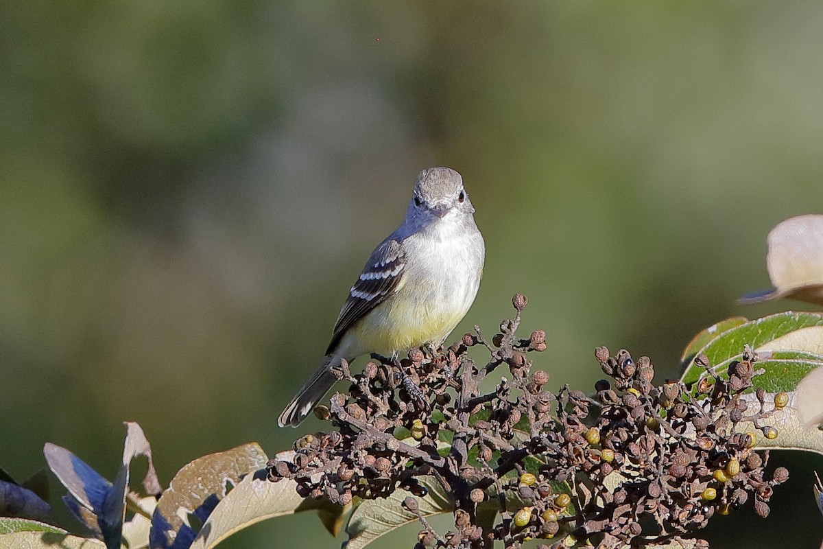 Southern Scrub-Flycatcher - ML204177651