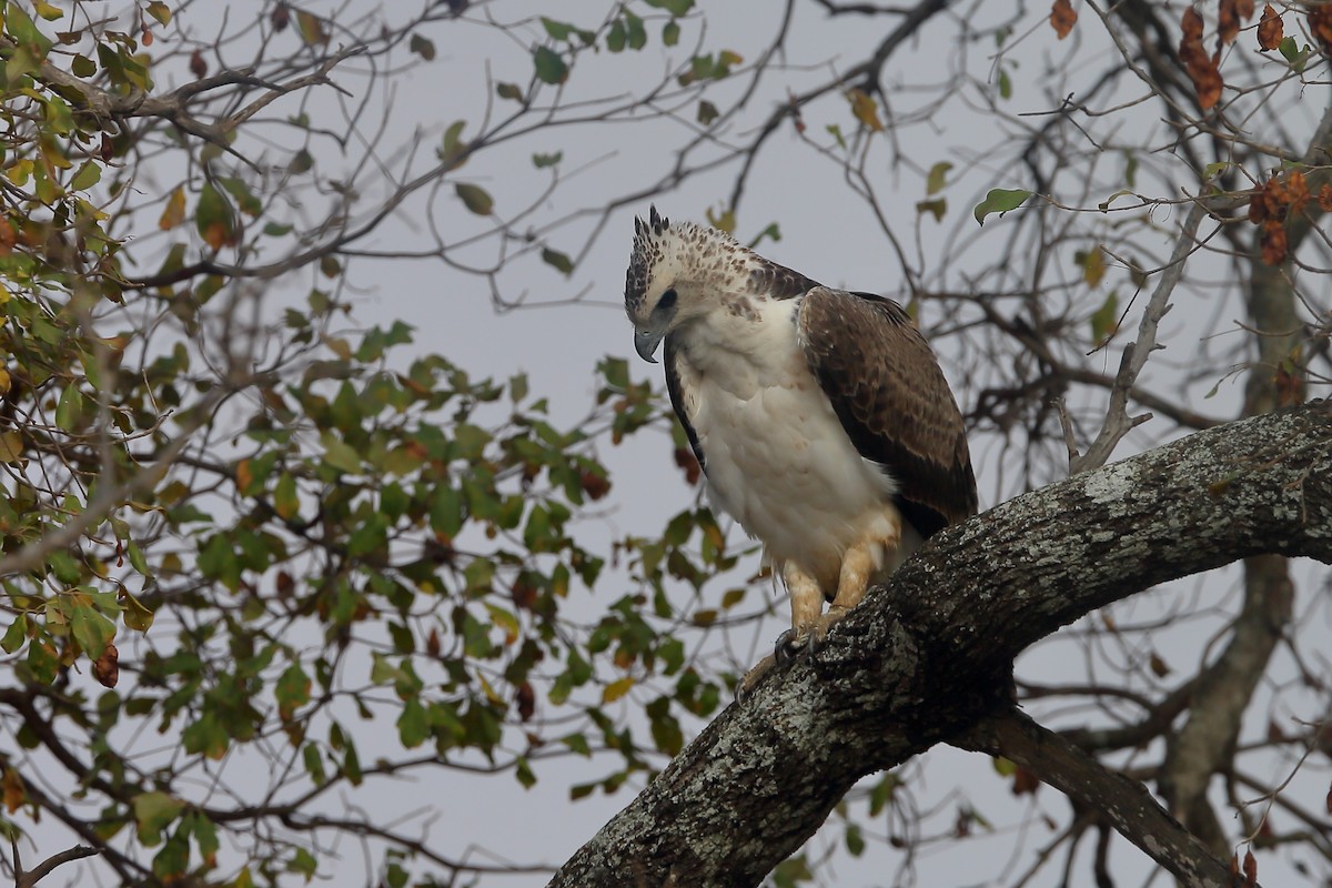 Martial Eagle - ML204178161