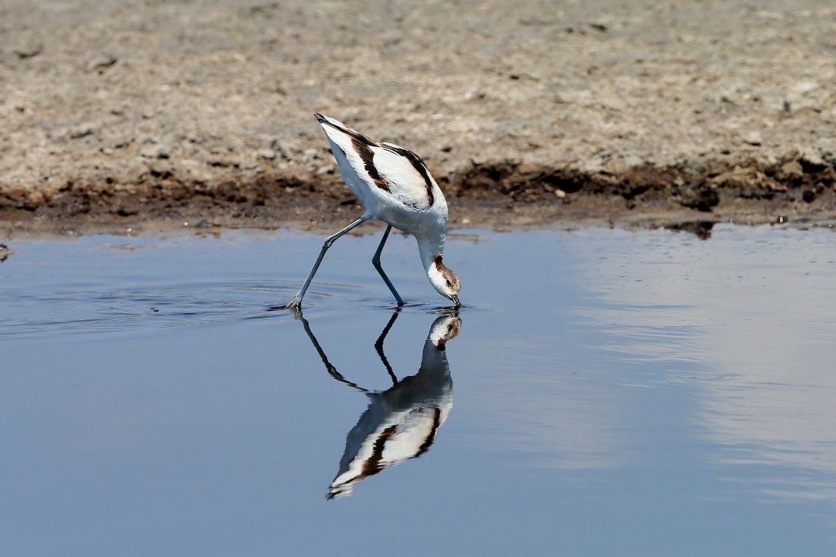 Avocette élégante - ML204178541