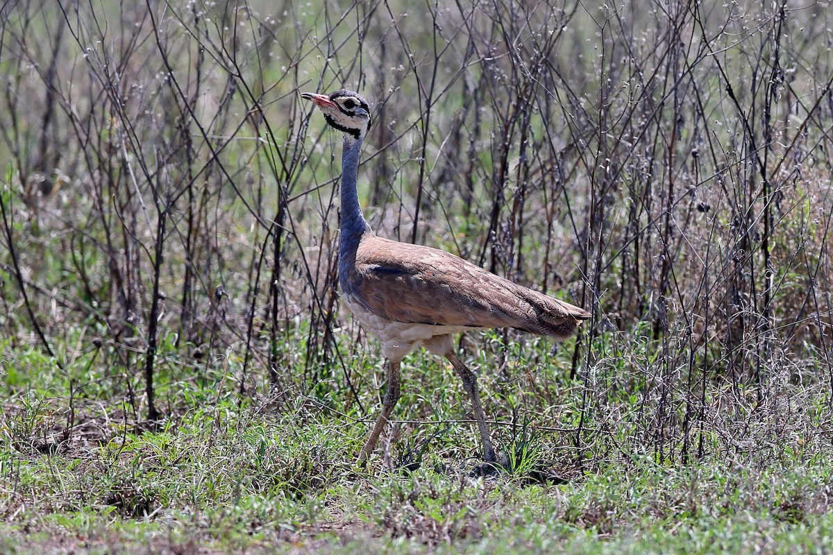 White-bellied Bustard - Holger Teichmann