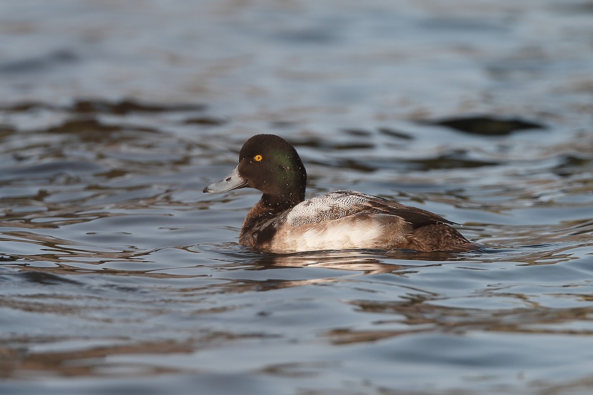 Greater Scaup - ML204178771