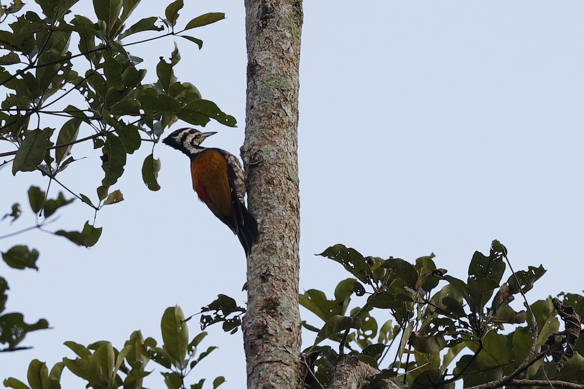 Greater Flameback - Holger Teichmann