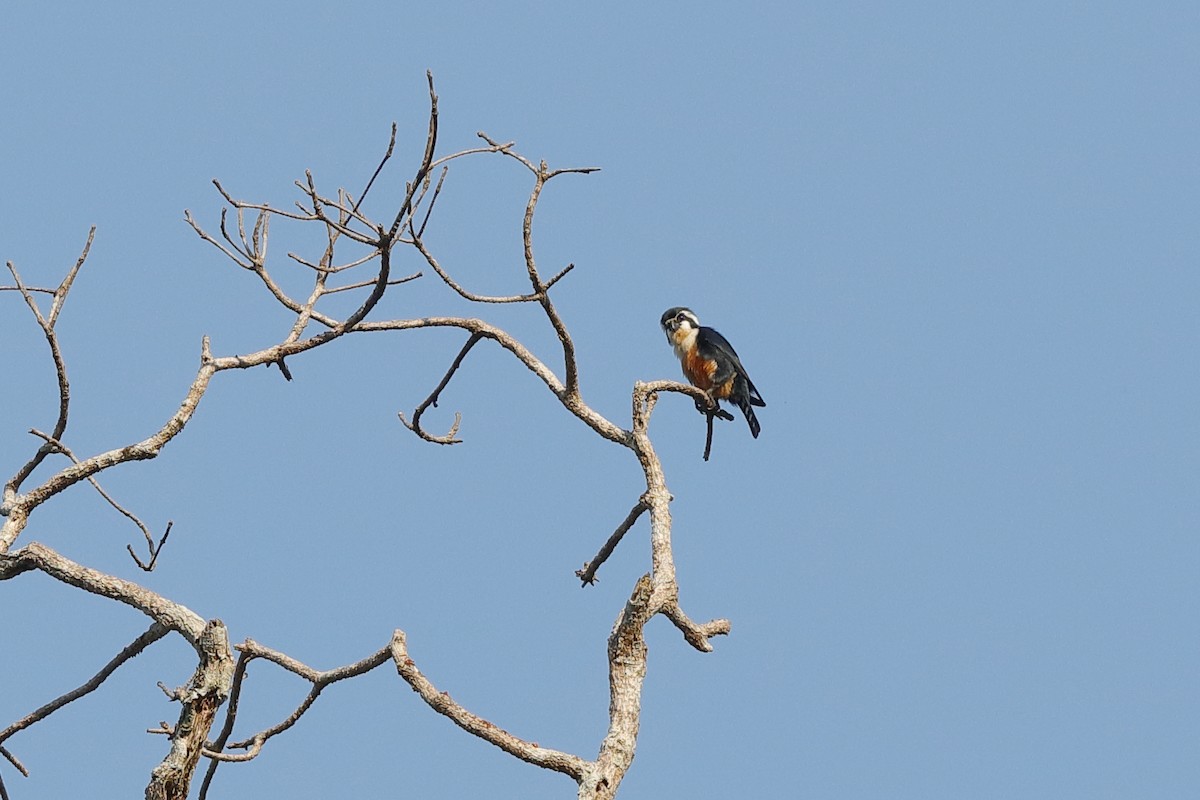 Black-thighed Falconet - Holger Teichmann