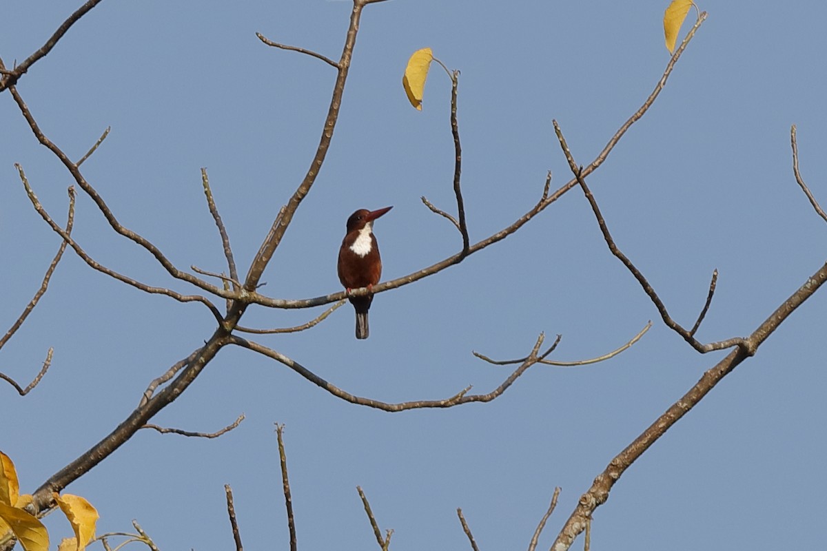 White-throated Kingfisher - Holger Teichmann