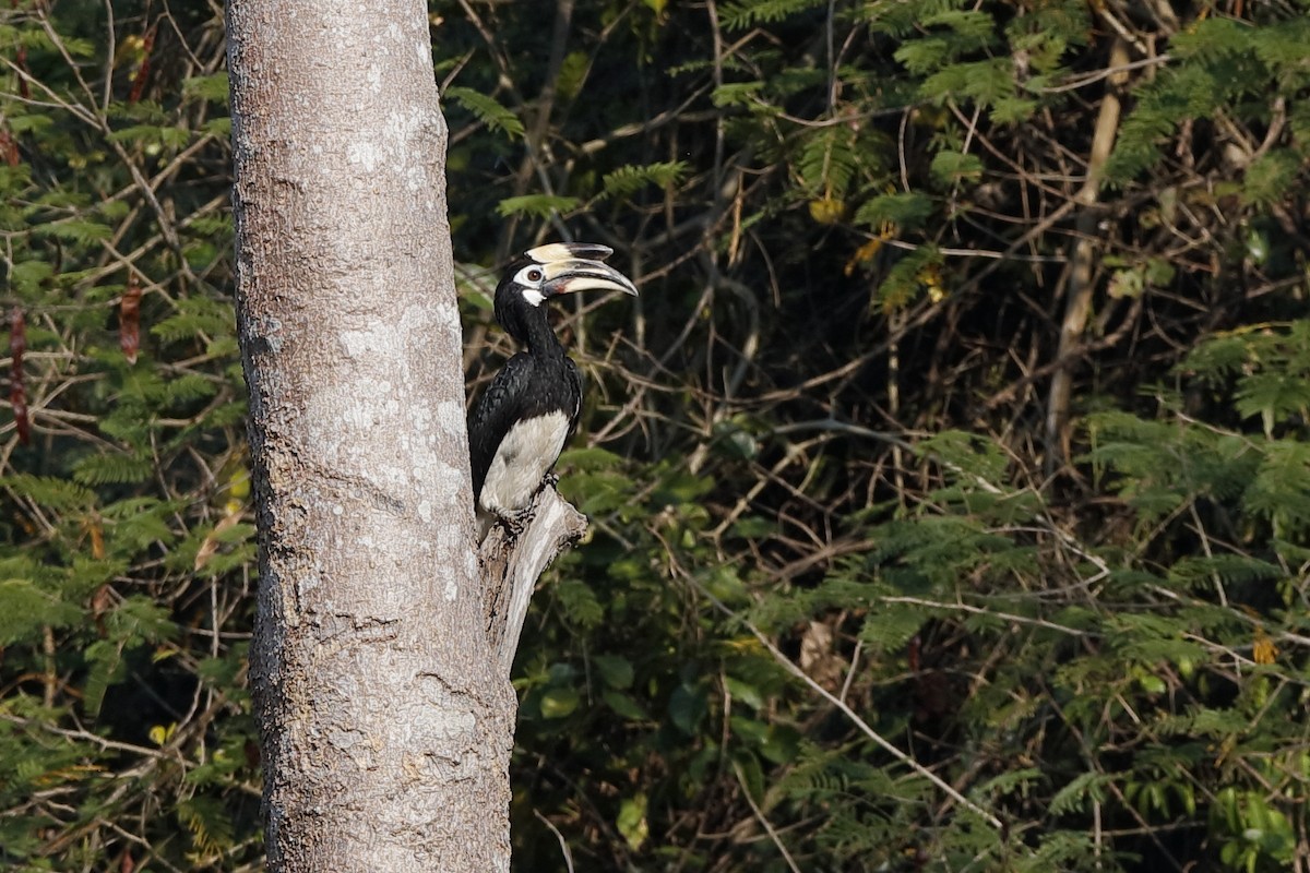 Oriental Pied-Hornbill - Holger Teichmann