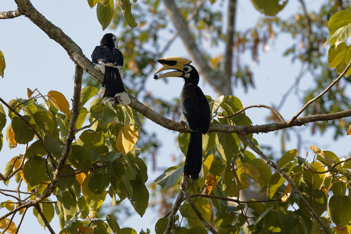 Oriental Pied-Hornbill - Holger Teichmann