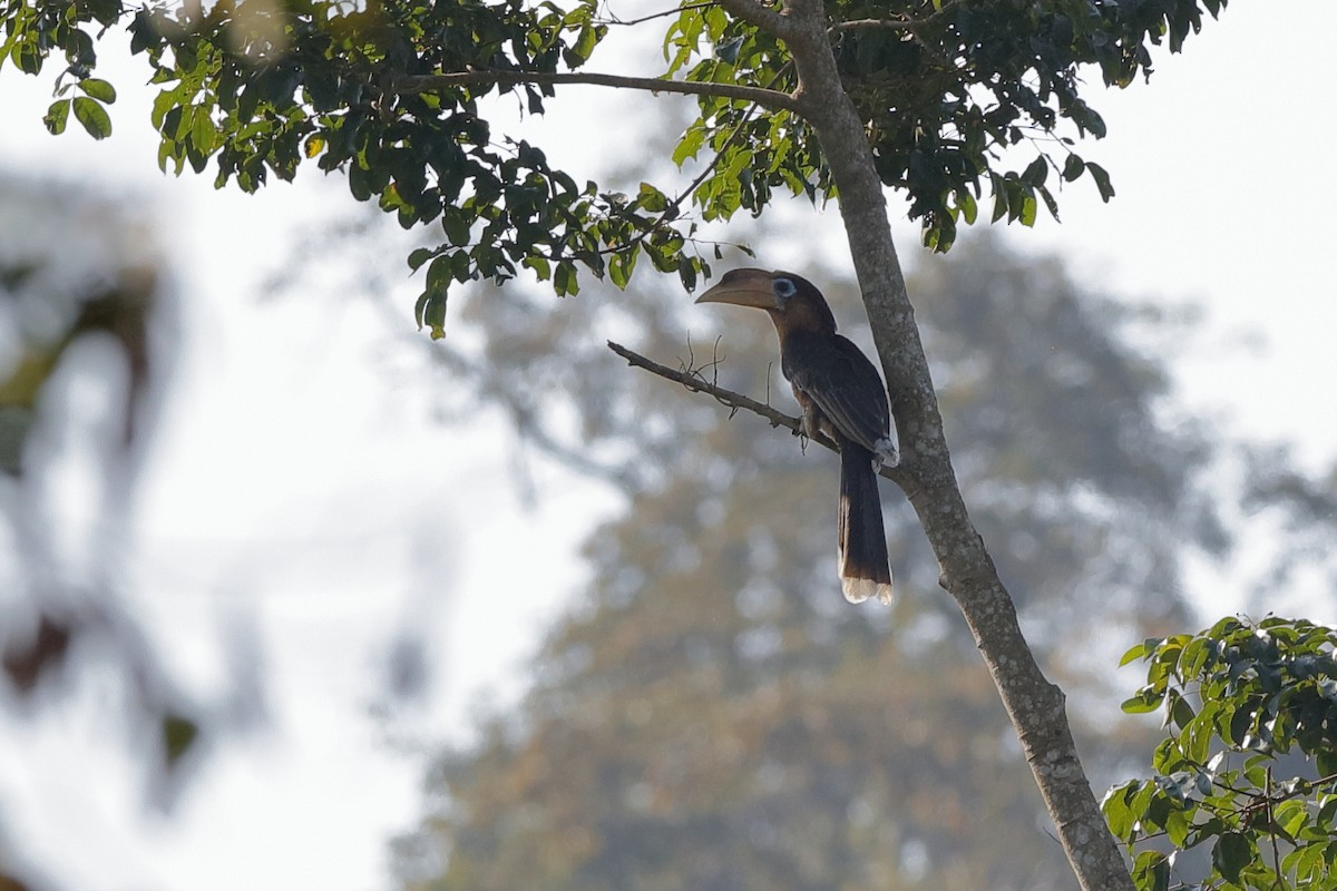 Rusty-cheeked Hornbill - ML204180091