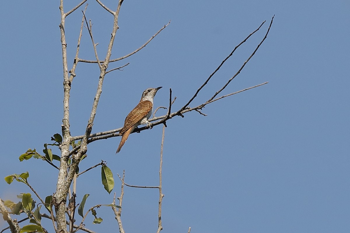 Banded Bay Cuckoo - ML204180101