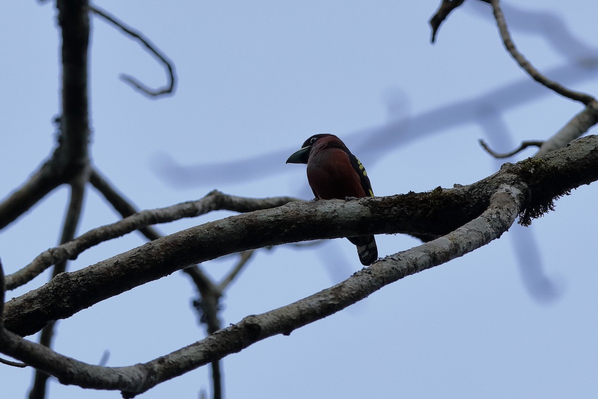 Banded Broadbill - Holger Teichmann