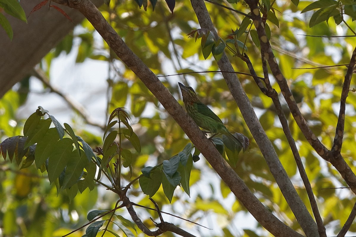 Grünohr-Bartvogel - ML204180201