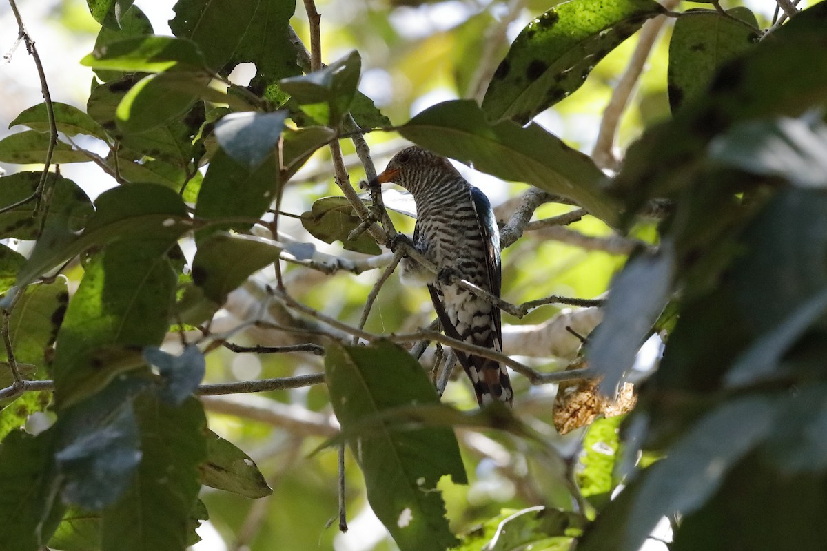 Asian Emerald Cuckoo - Holger Teichmann