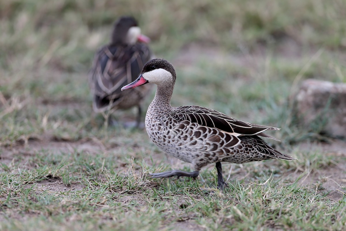 Red-billed Duck - ML204180271