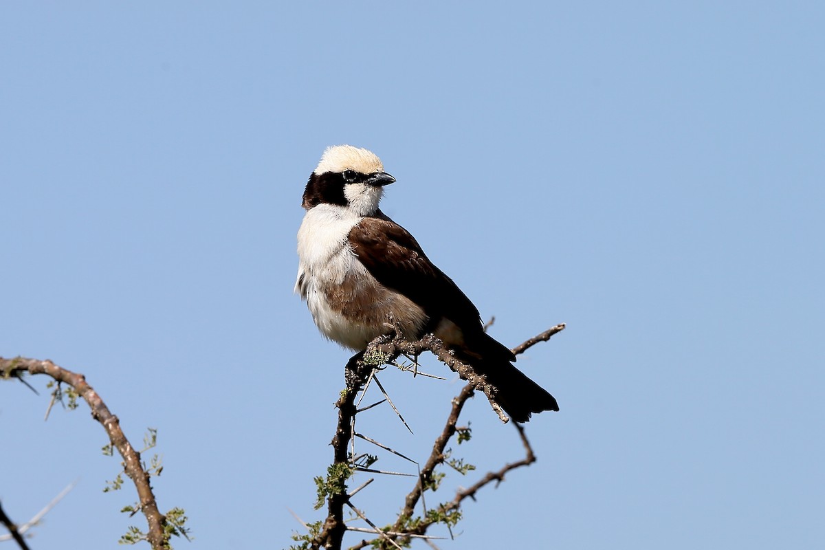 White-rumped Shrike - ML204180371