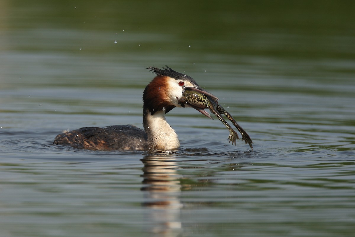 Great Crested Grebe - ML204180821