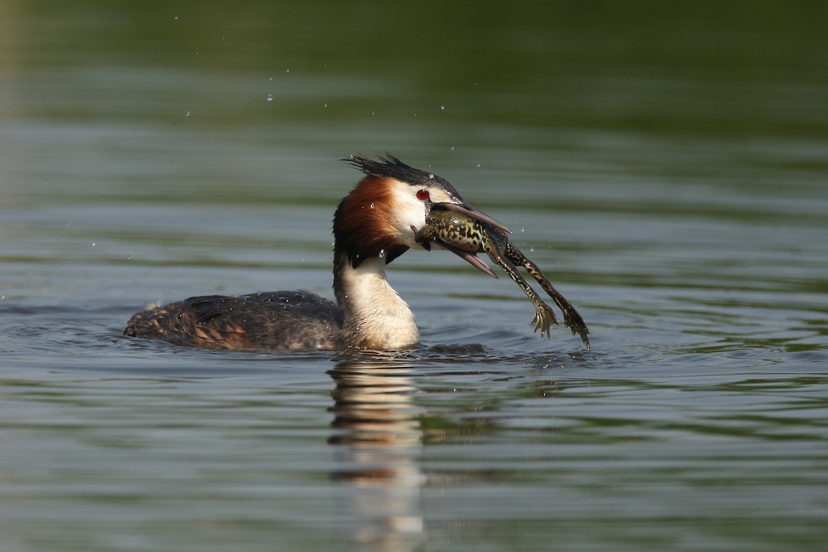 Great Crested Grebe - Holger Teichmann