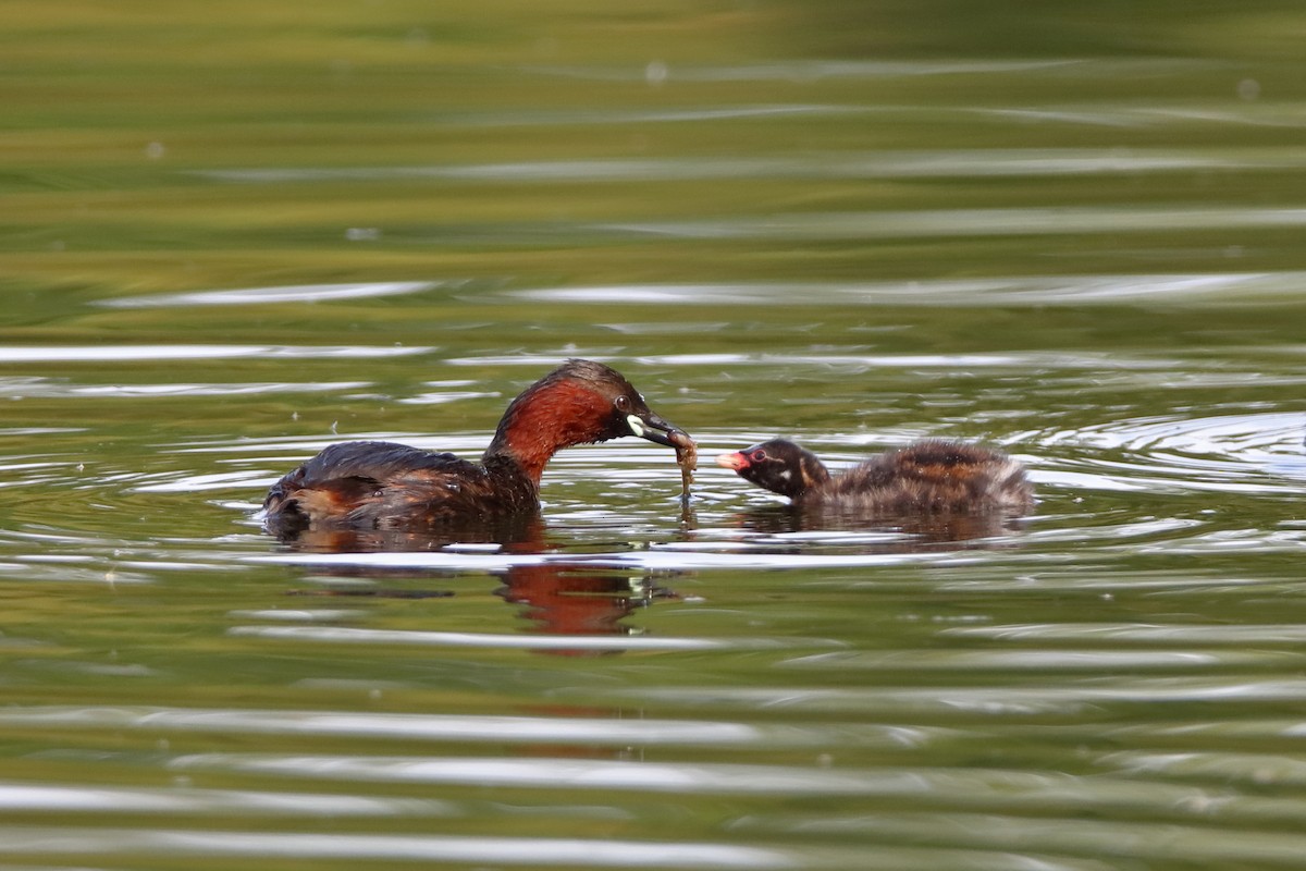 Little Grebe (Little) - Holger Teichmann