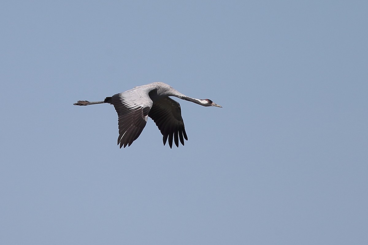 Common Crane - Holger Teichmann