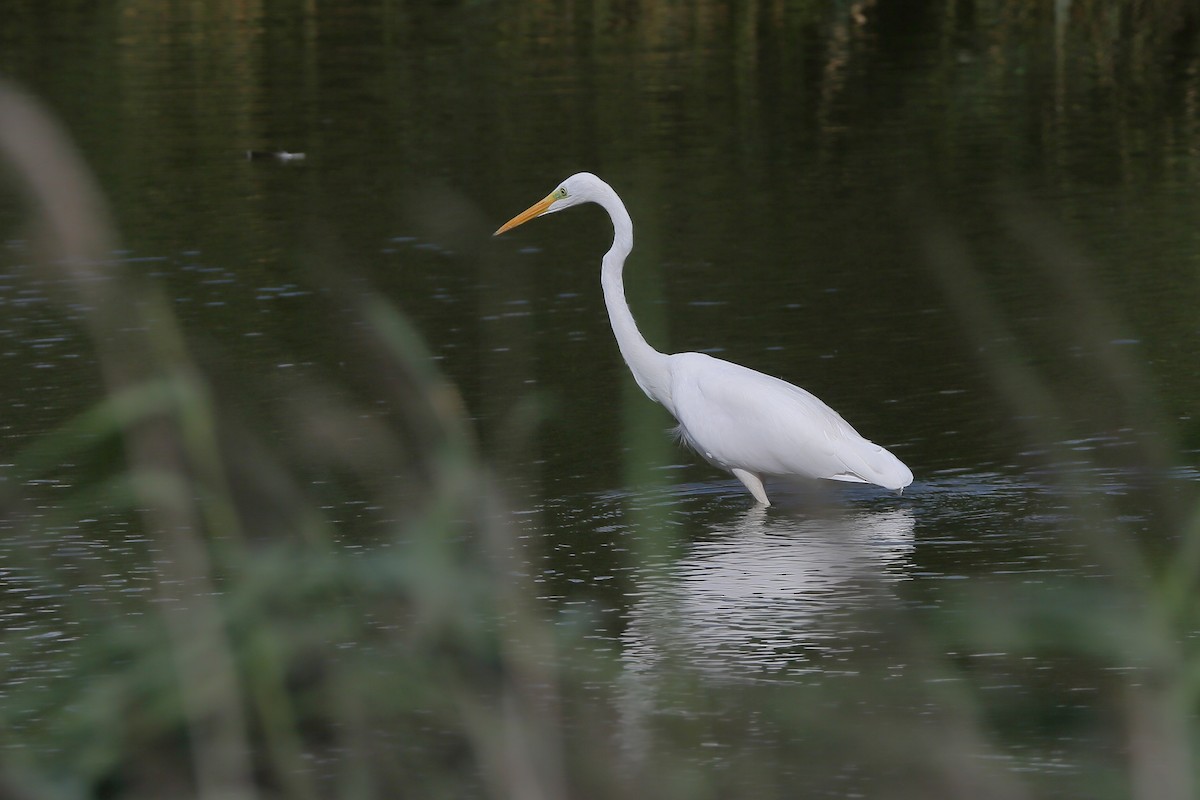 Great Egret (alba) - Holger Teichmann