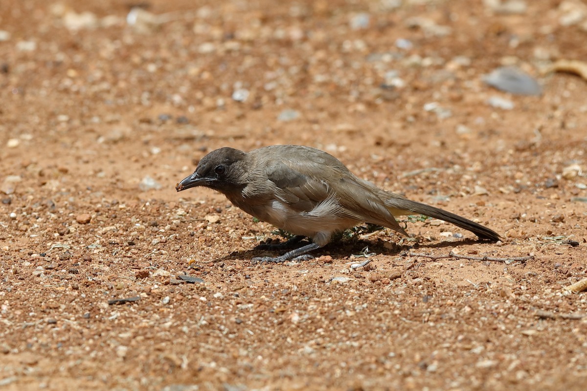 Bulbul Naranjero (grupo tricolor) - ML204181701