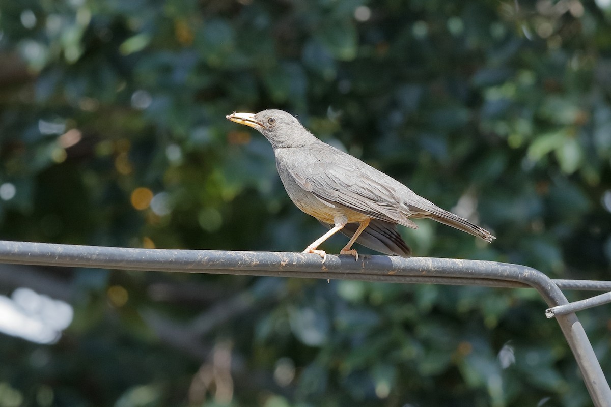 Karoo Thrush - ML204181731