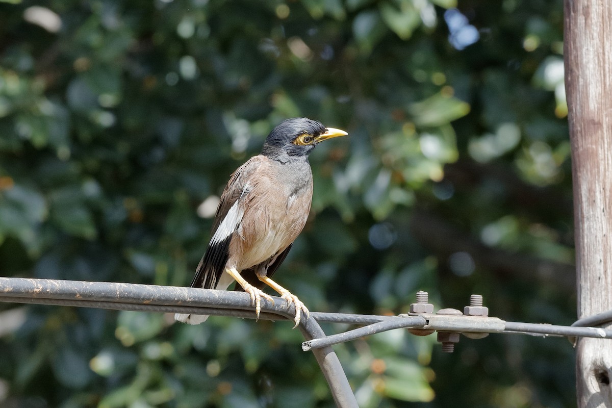 Common Myna - ML204181751