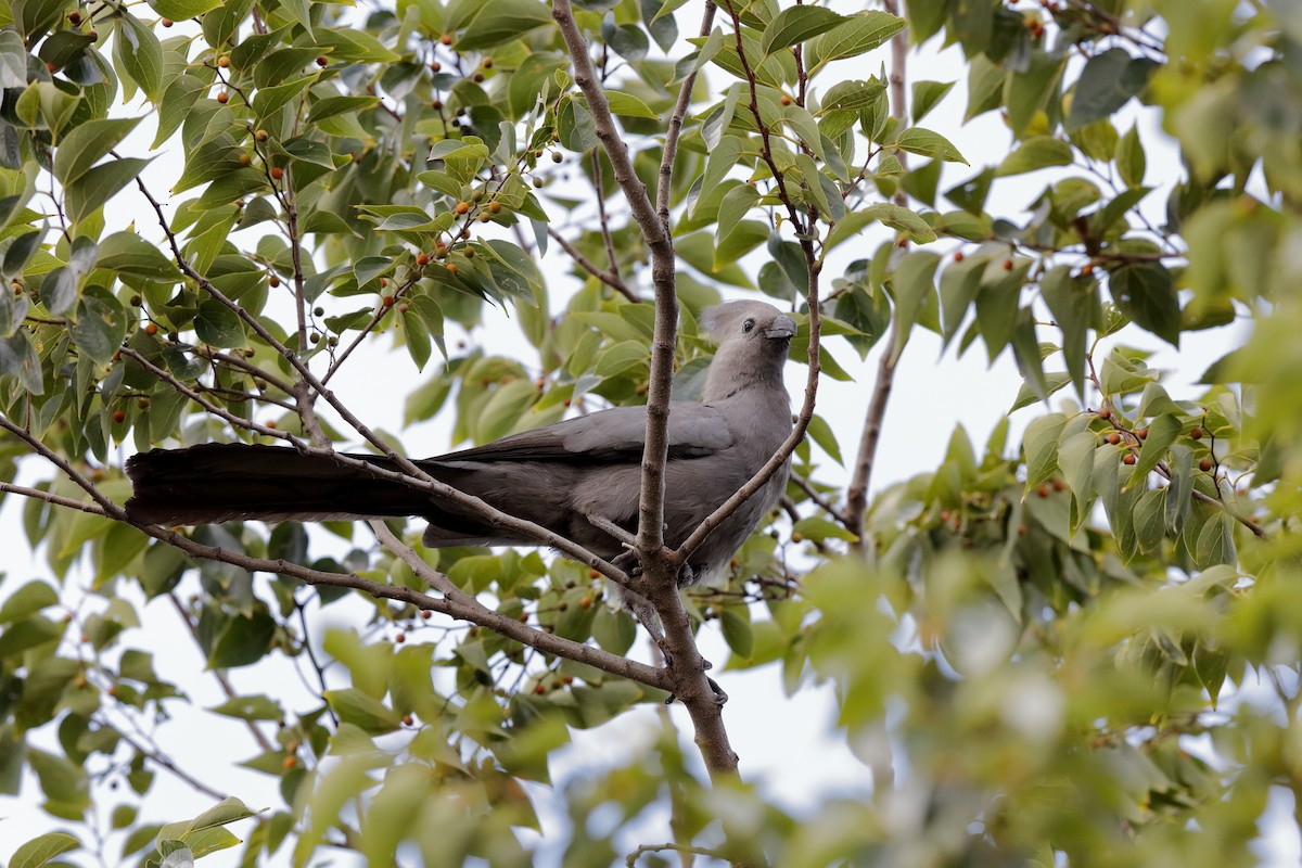 Gray Go-away-bird - ML204181781