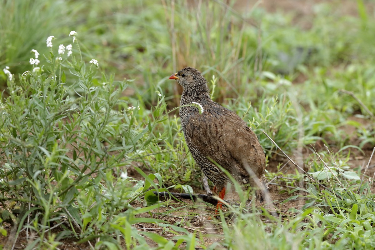 Francolin du Natal - ML204181831