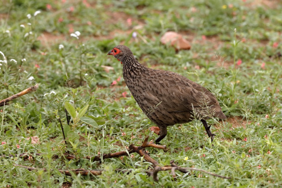 Swainson's Spurfowl - ML204181851