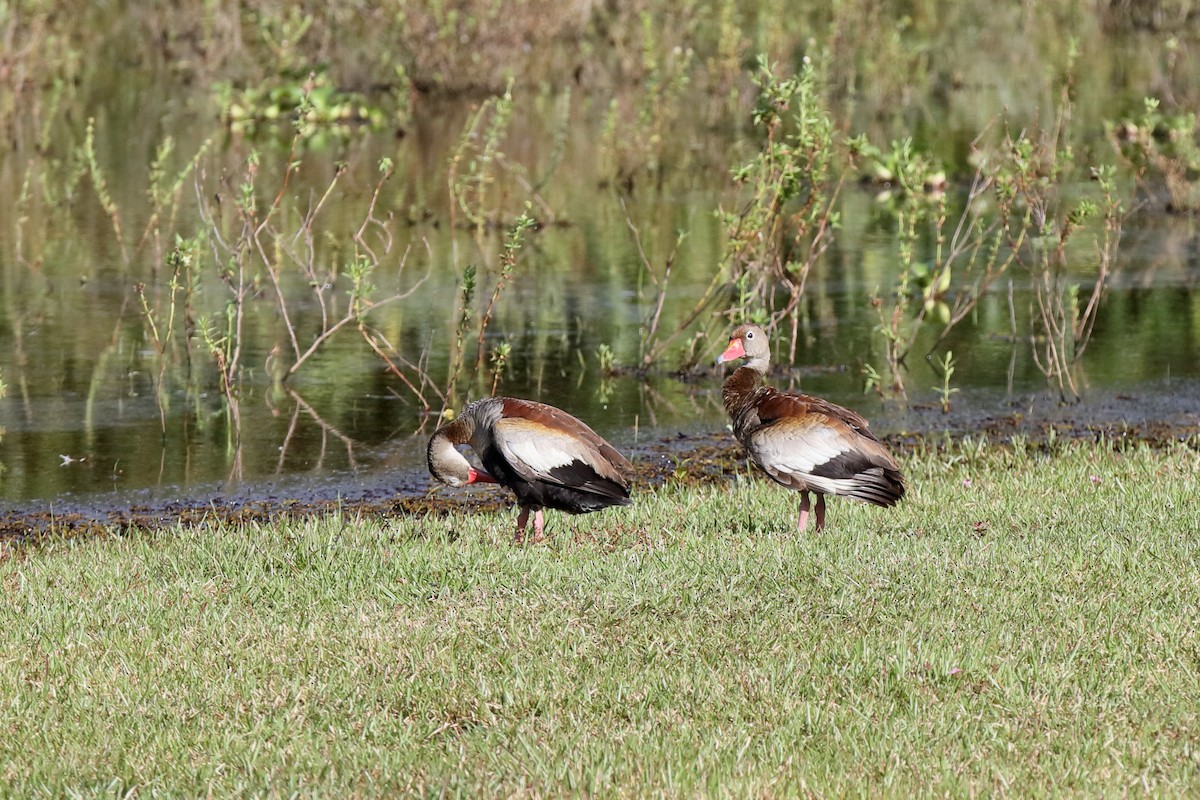 Dendrocygne à ventre noir (autumnalis) - ML204182301