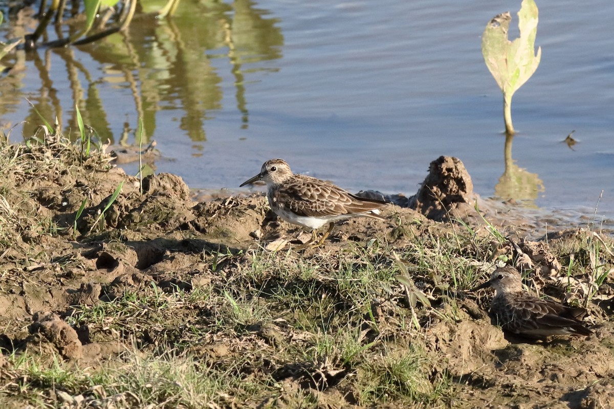 Least Sandpiper - ML204182381