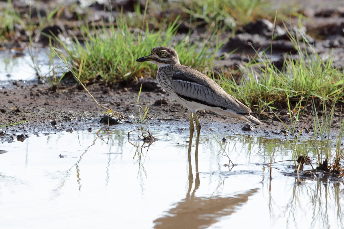 Water Thick-knee - ML204182571