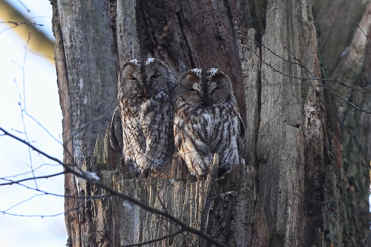 Tawny Owl - Holger Teichmann