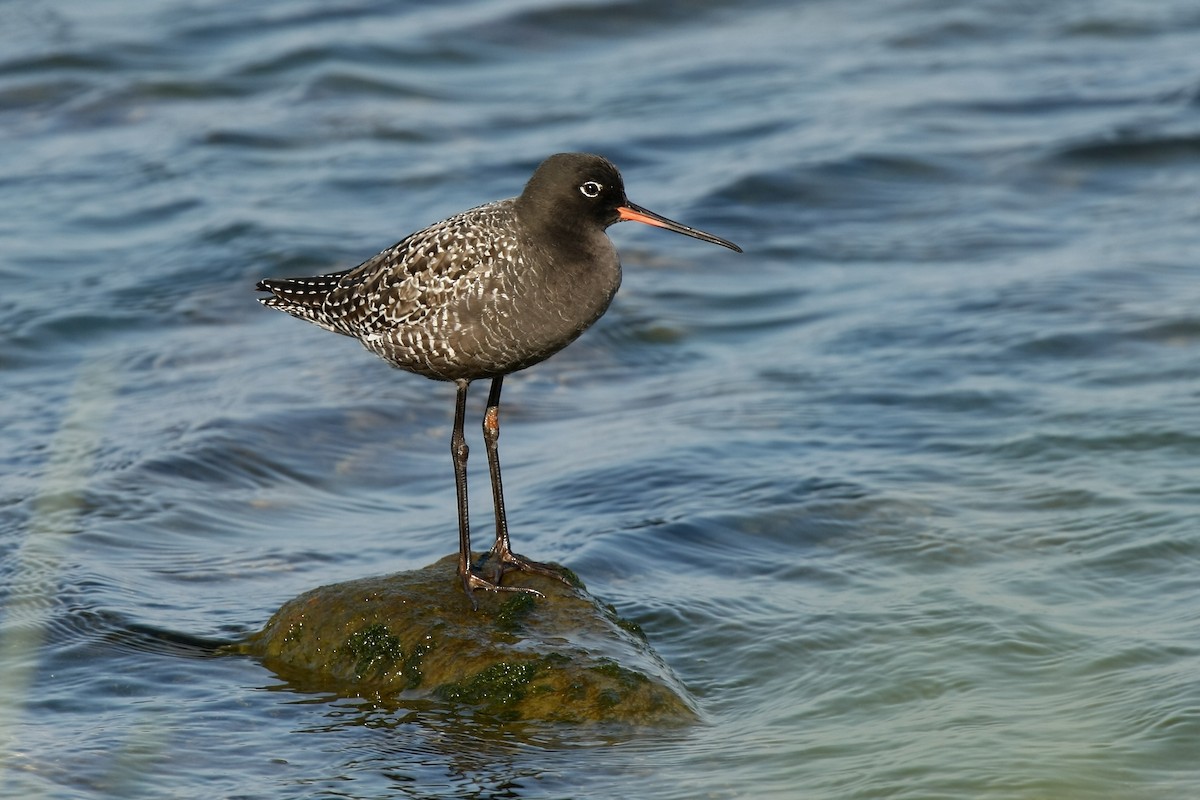 Spotted Redshank - Holger Teichmann