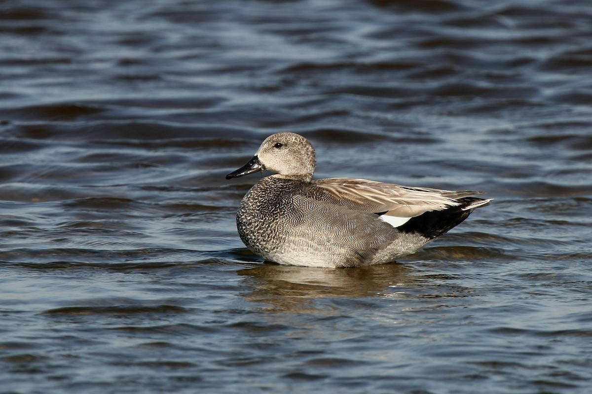 Gadwall - Holger Teichmann