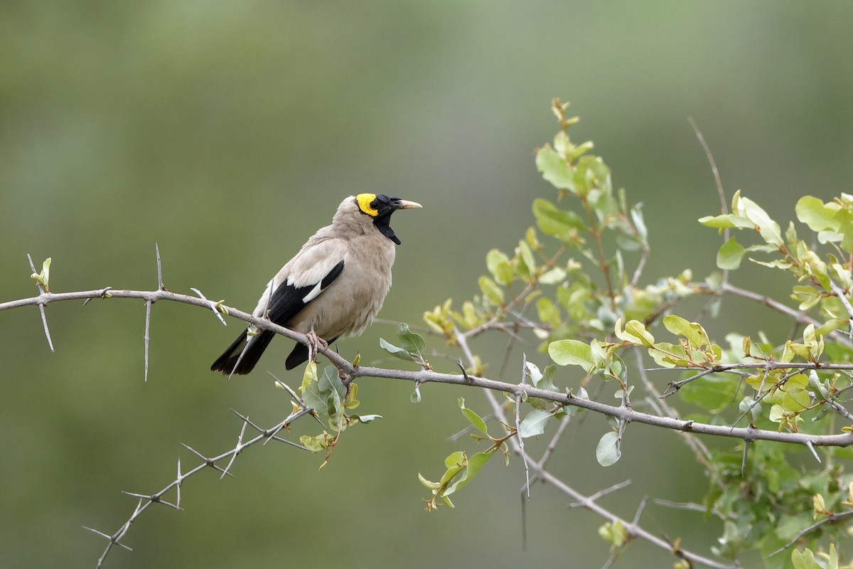 Wattled Starling - ML204183631